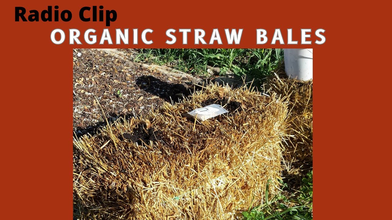 Безопасно ли использовать тюки соломы в качестве мульчи? - Запись с садового радио