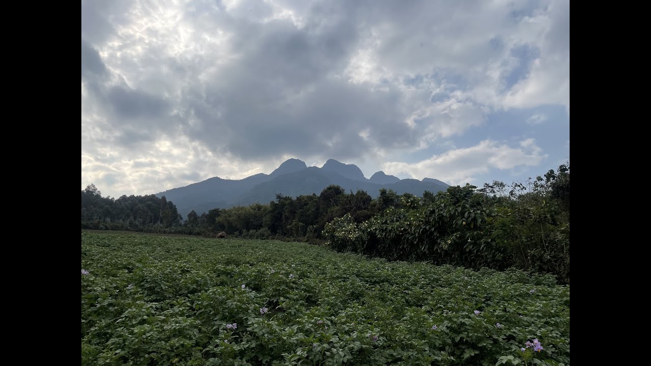Hiking Gahinga, Bisoke and Sabyinyo in Volcanoes NP, Rwanda