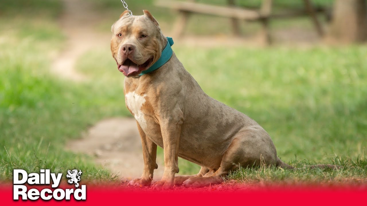 Illegal XL bullies may be put down if owners are non-compliant says police dangerous dogs chief