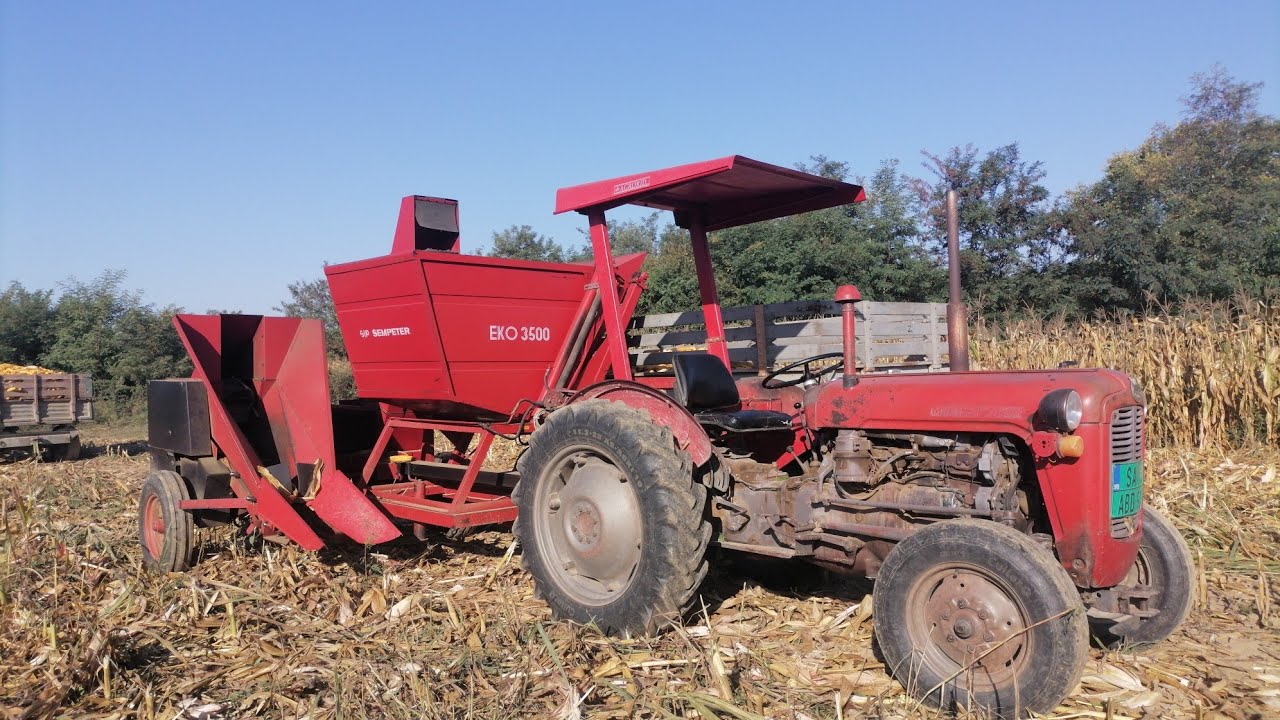 Branje kukuruza imt 539 i SIP EKO 3500