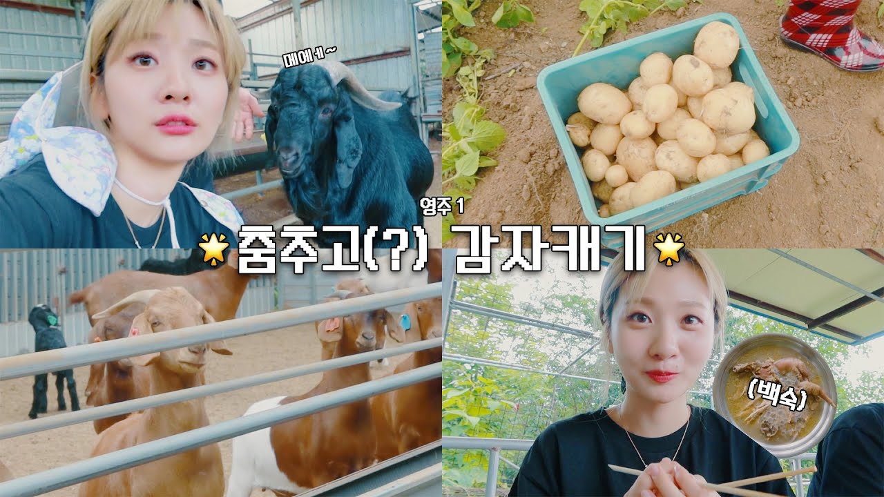 안지영 Vlog | 영주의 딸 안지영, 고향에서 문전박대?!🏠