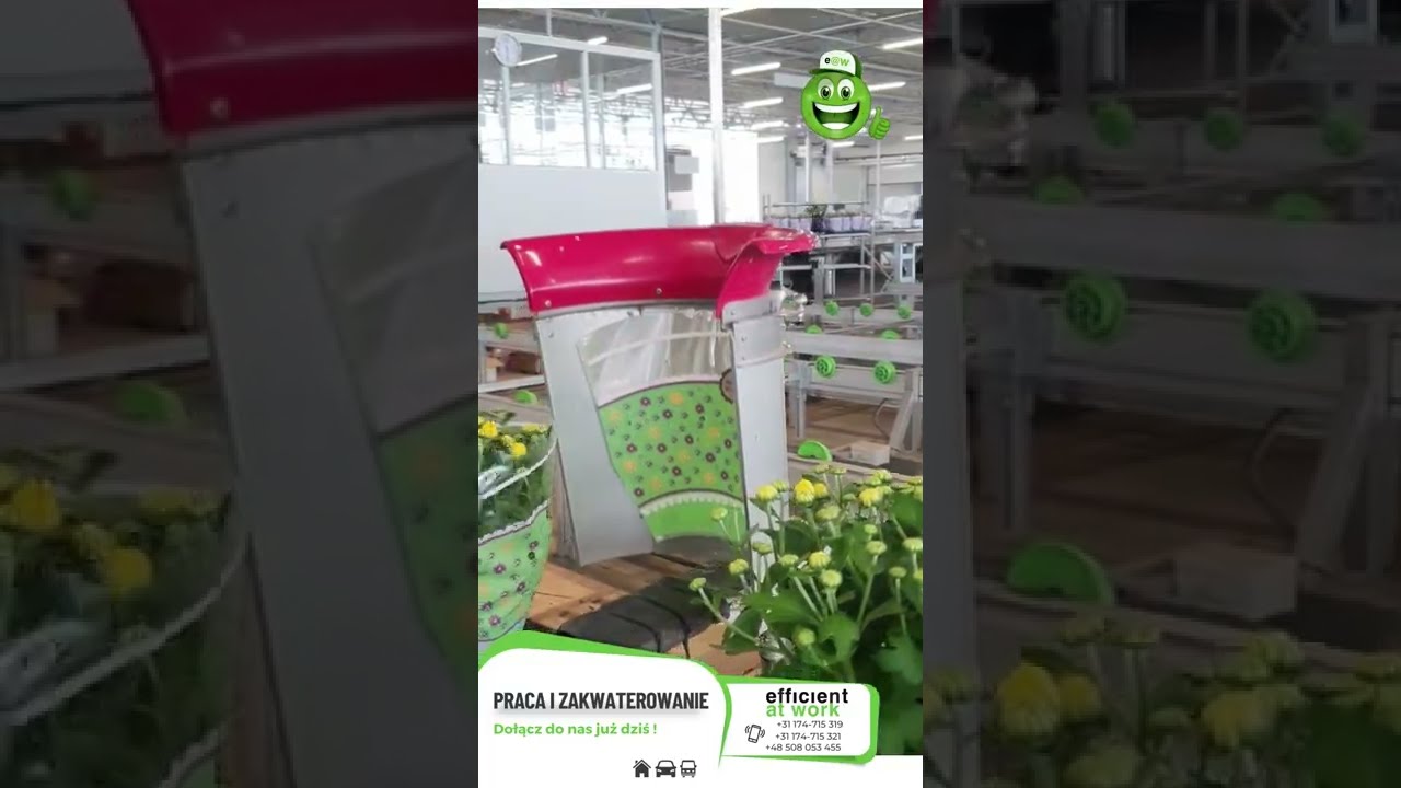 Efficient at Work - Pakowanie kwiat&oacute;w doniczkowych - Praca i domy w Holandii