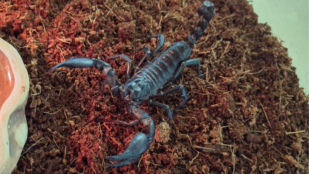10 ciekawostek o hodowli skorpiona Heterometrus cyaneus w domu