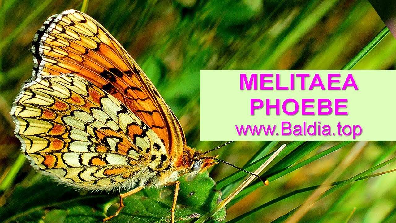 FLOCKENBLUMEN-SCHECKENFALTER legt Eier | Melitaea phoebe | Schmetterling Eiablage |86