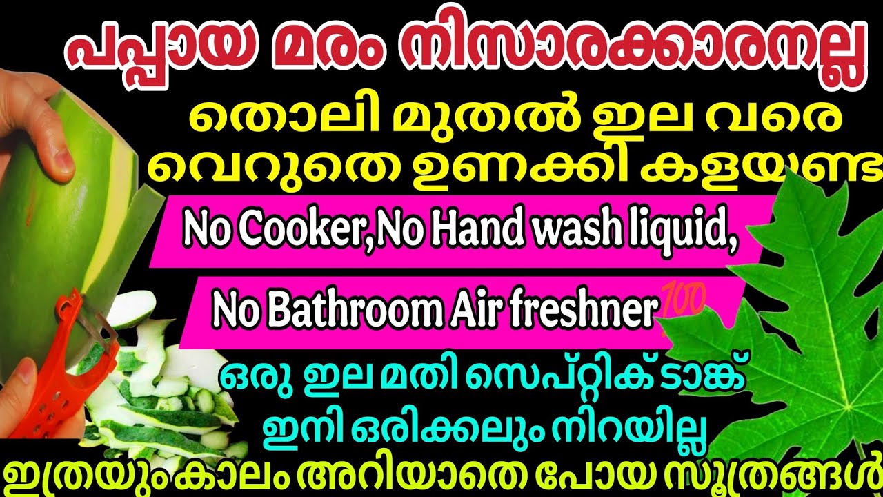 പപ്പായ തൊലി മുതൽ ഇല വരെ വെറുതെ ഉണക്കി കളയണ്ട | ഒരു ഇലയുണ്ടെങ്കിൽ സെപ്റ്റിക് ടാങ്ക് നിറയില്ല #tips