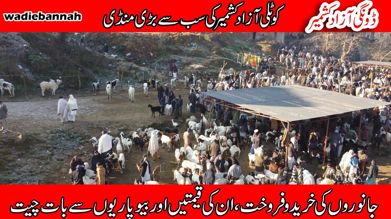 Dongi Muvashi Mandi Kotli Azad Kashmir || Bigest animal Market ||  Wadiebanah Khuiratta