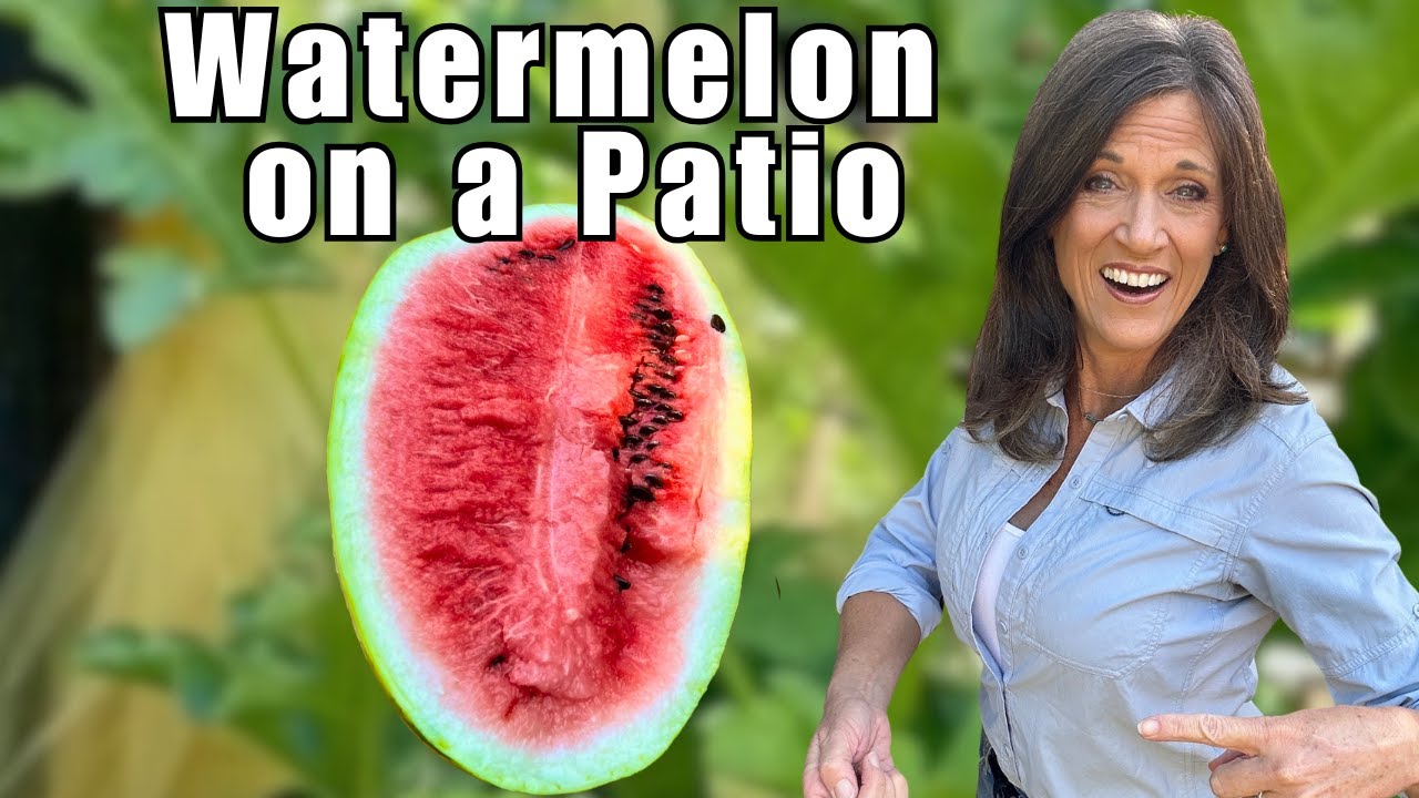 How to Grow Watermelon in Containers & Raised Beds, Easy Patio Gardening