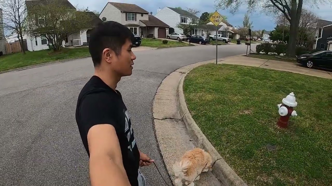 第一次带幼犬散步 dodo vlog 26