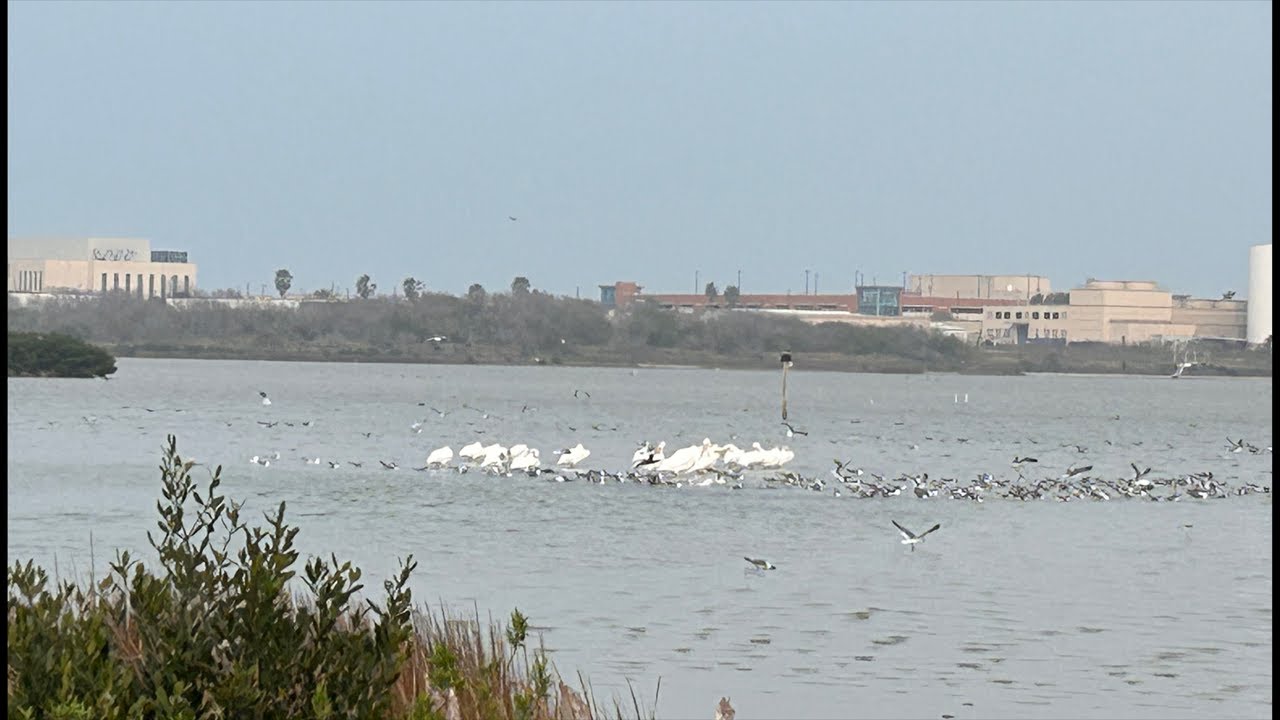 Hans and Pat Sutter wildlife Refuge Corpus Christi Texas paaAdventure America 🇺🇸 is live!