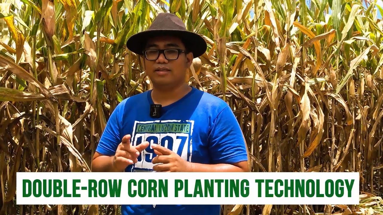 Double Row Corn Planting Technology