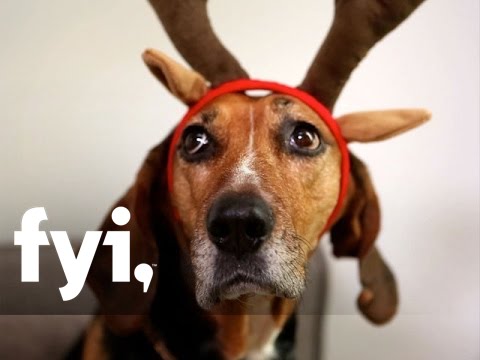 Tiny House Nation: An Upside-Down Christmas Tree | Home.Made.Nation