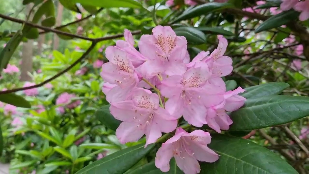 Helsinki, Finland - Lovely walk in Rhododendron Park June 2022
