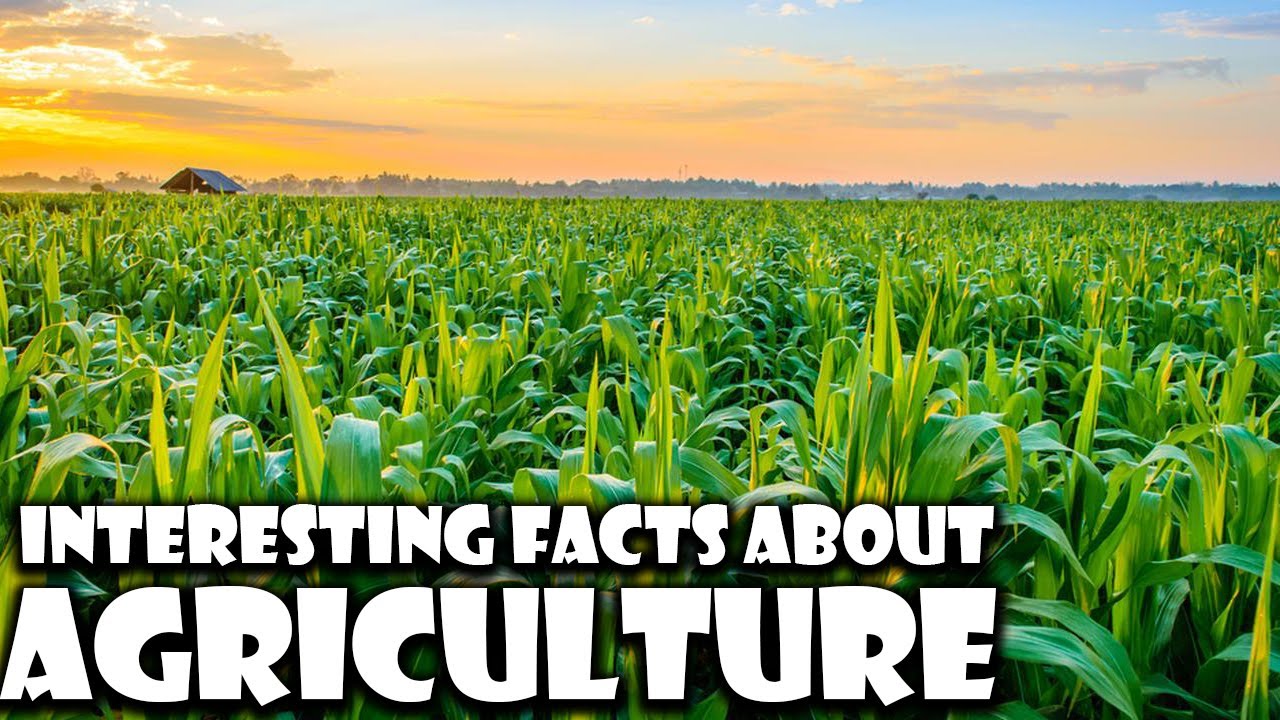 Interesting Facts About Agriculture | Important Agriculture Facts | Interesting Facts | Riddler