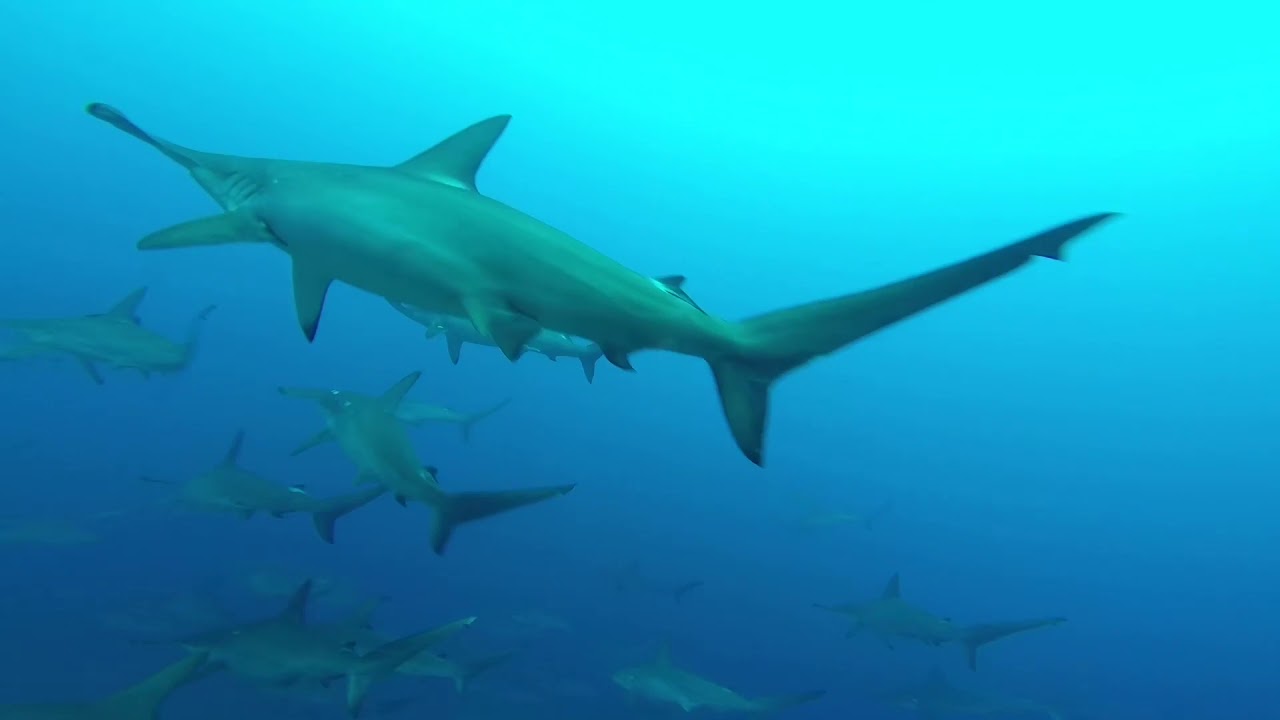 Galapagos Wolf and Darwin Islands 2019 Hammerhead and Whale Shark Safari