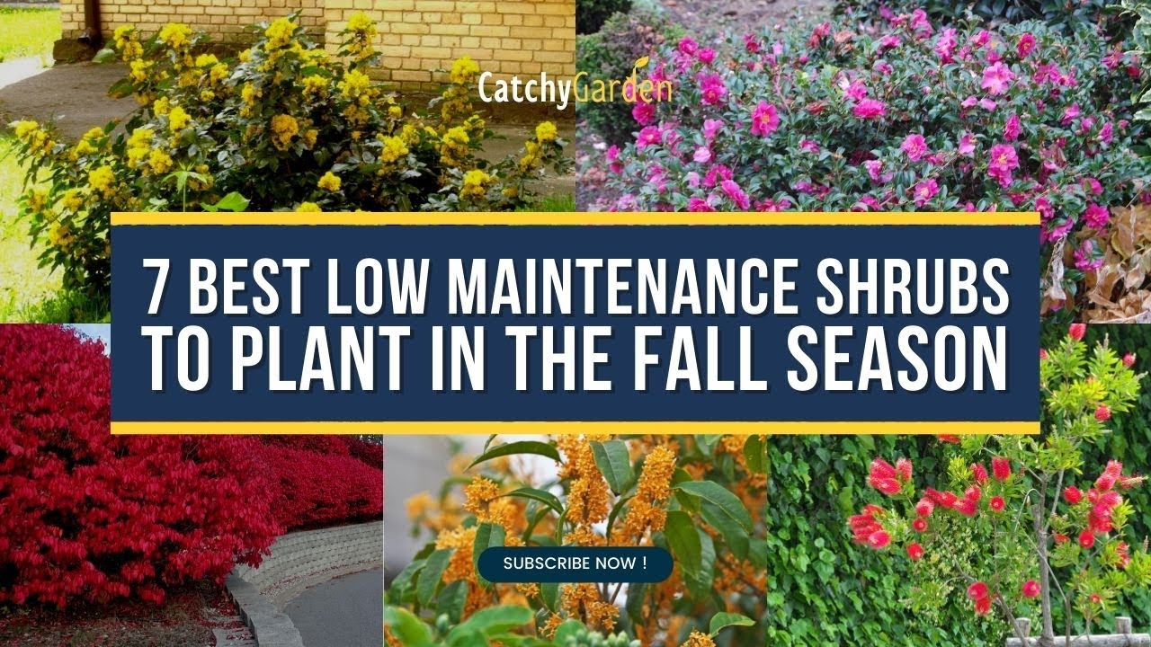 7 Best Low Maintenance Shrubs To Plant In The Fall Season 🍁🌿 // Garden Answer