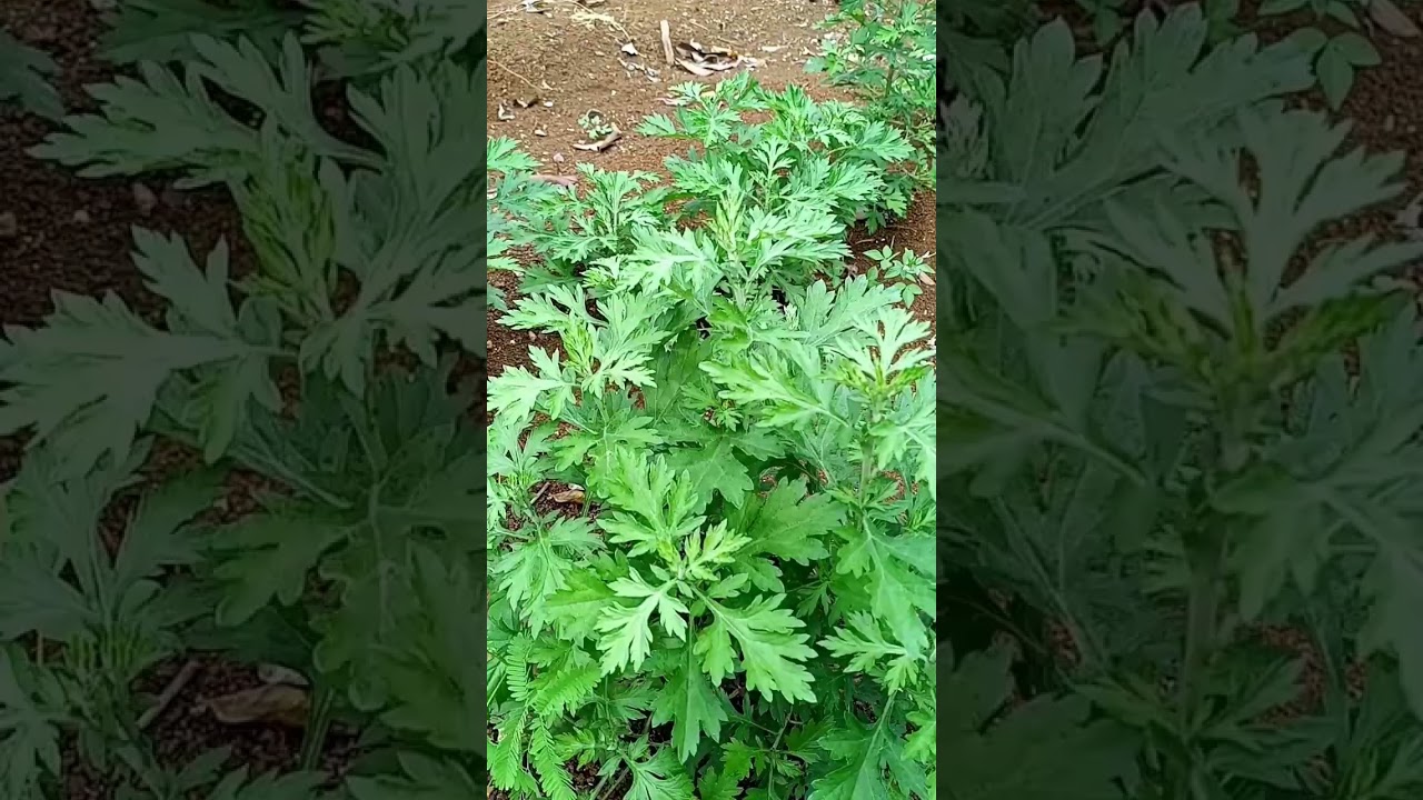 Hilbas very healthy herbs