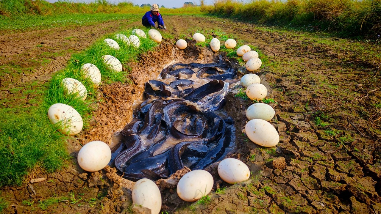 Top Video - catch fish & pick a lot of duck eggs at field near road after rain by hand a smart man