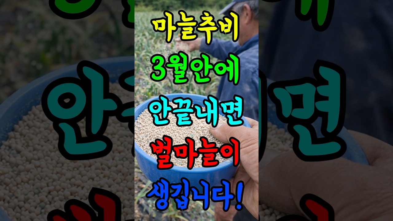 마늘추비 3월안에 안끝내면 벌마늘이 생깁니다!#농사