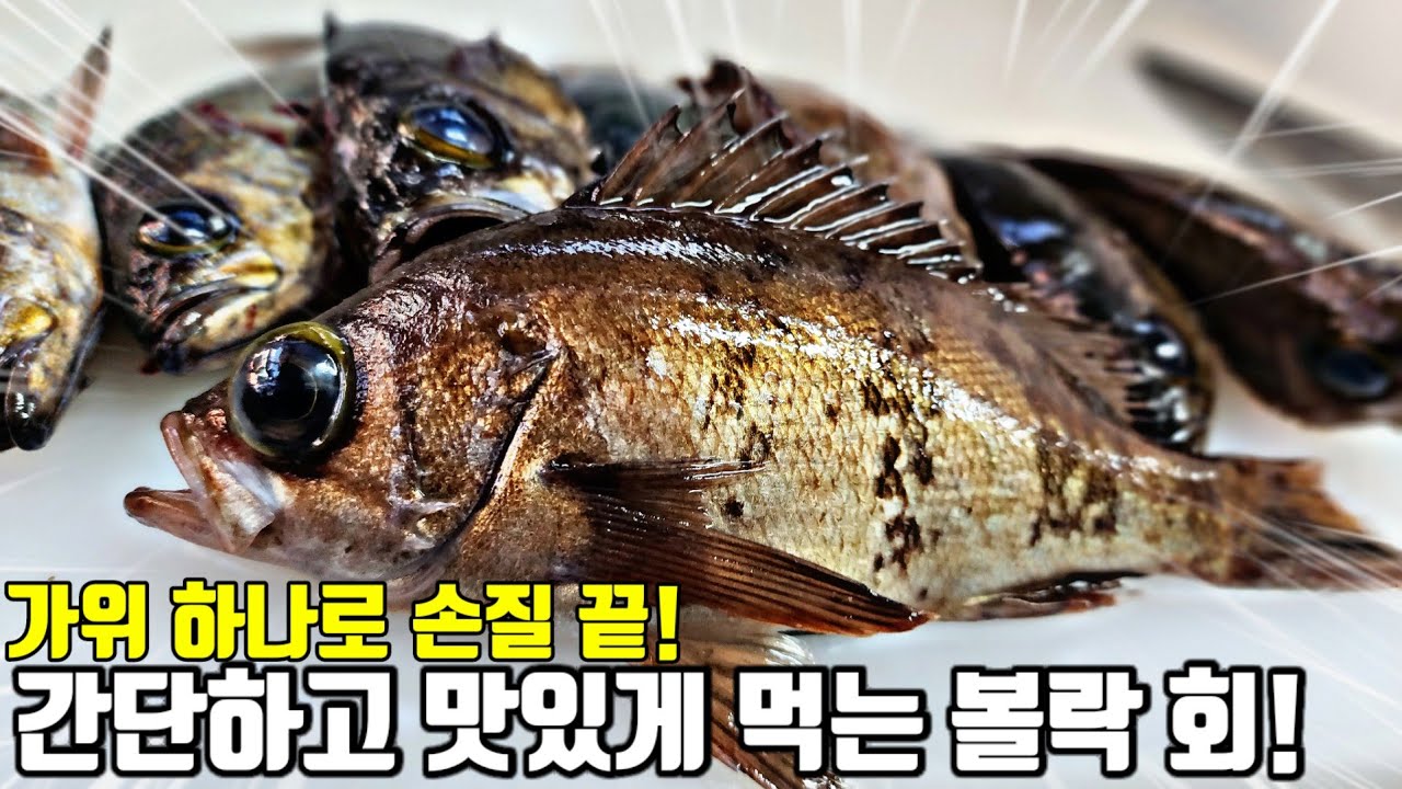 지금 시기에 붉바리보다 맛있는 볼락! 손질도 초간단!