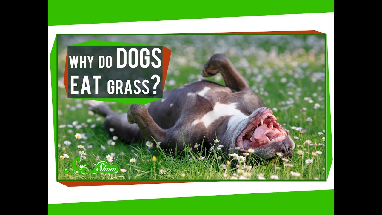 Why Do Dogs Eat Grass?