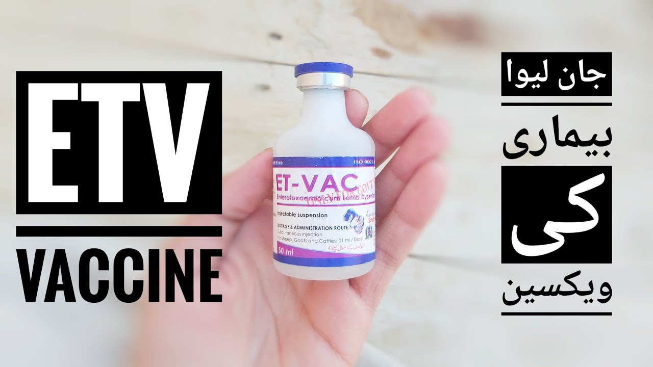 ETV Vaccine Price, Symptoms, Dosage with Details in Urdu / Hindi - Goats Disease Vaccination in Urdu