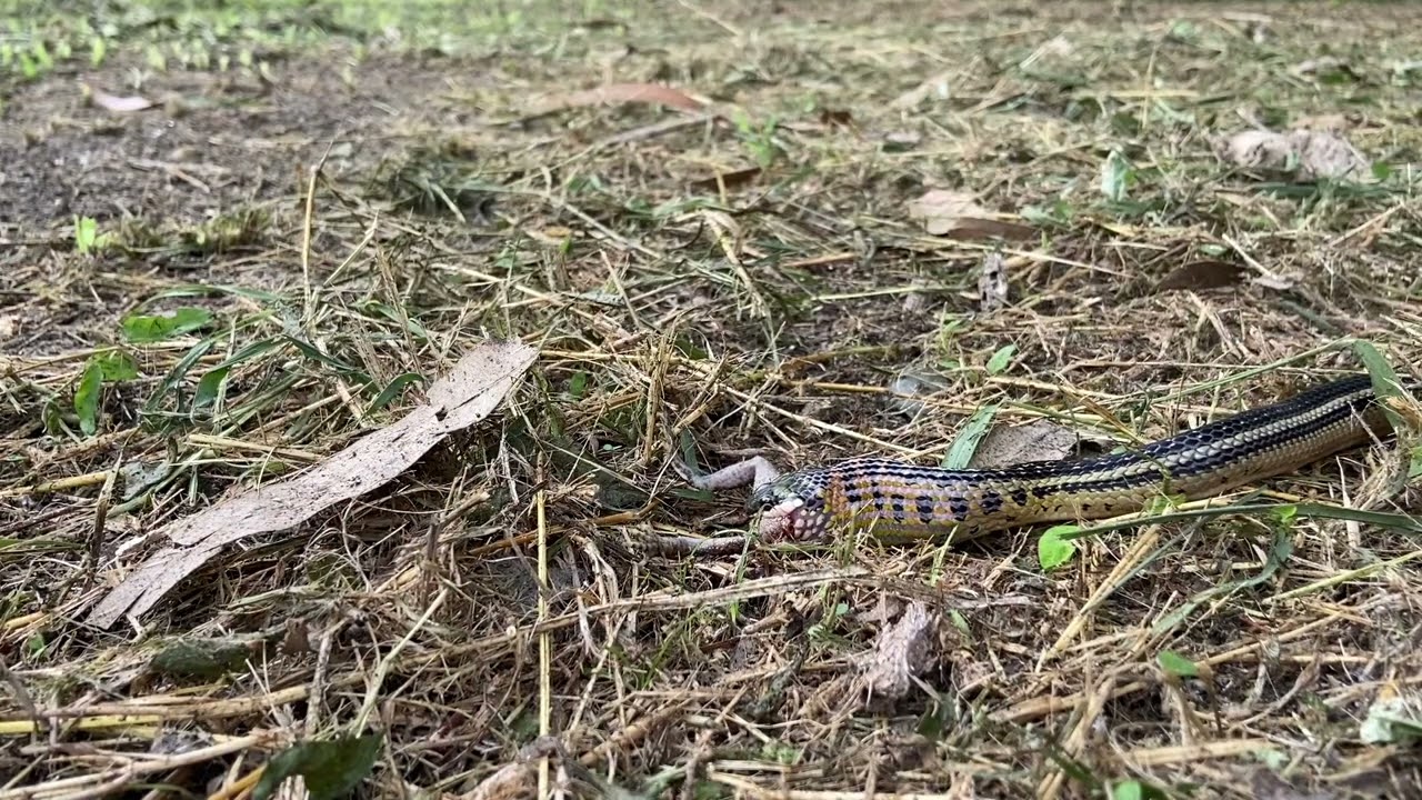 Serpiente Guardacamino