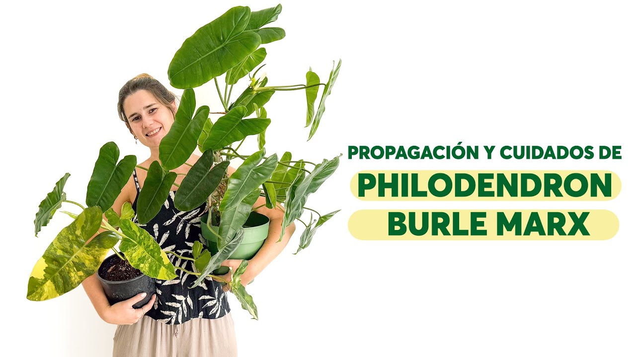 Philodendron Burle Marx, cuidados y propagación