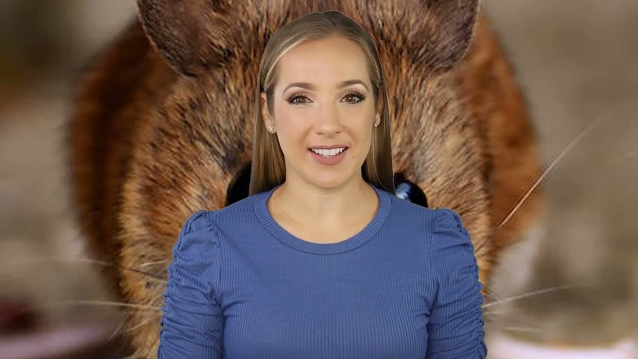 10 Reasons to Hire Professional Mice Control Exterminator in Winter