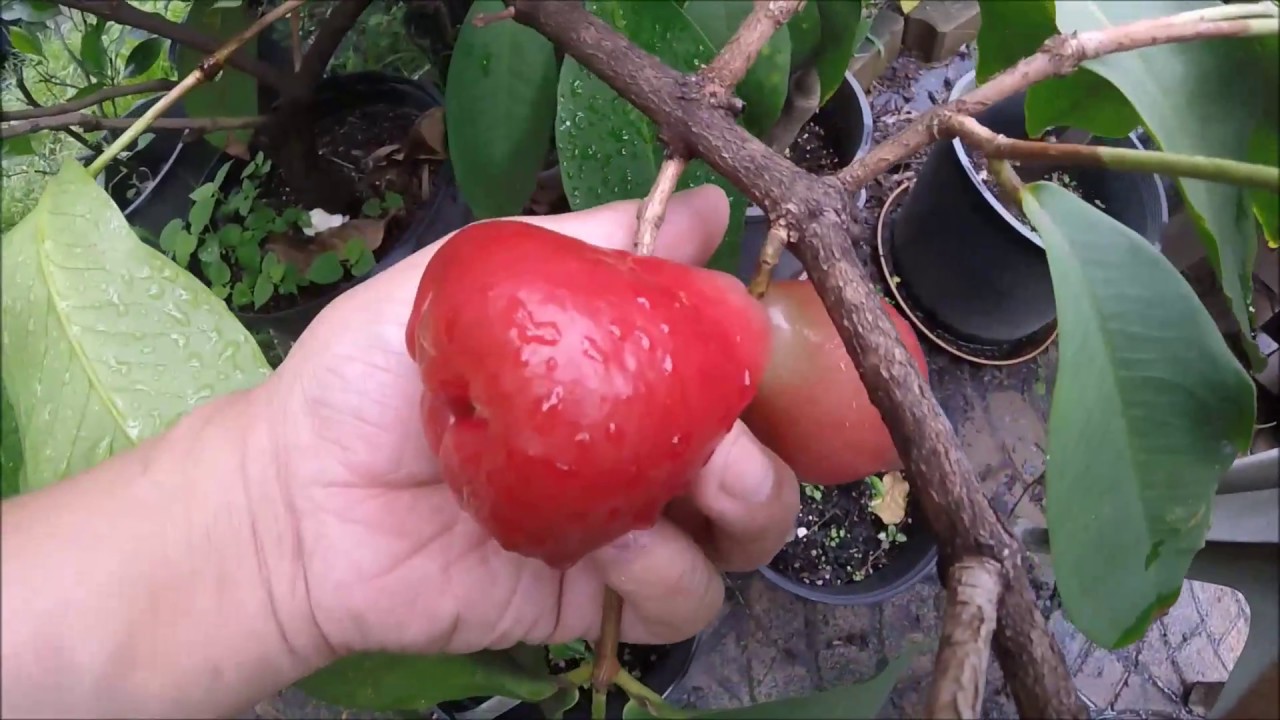 KSU Atwood, Prima 1216, Fuyu persimmon, mandarin melon berry che, wax jambu july 28 2018