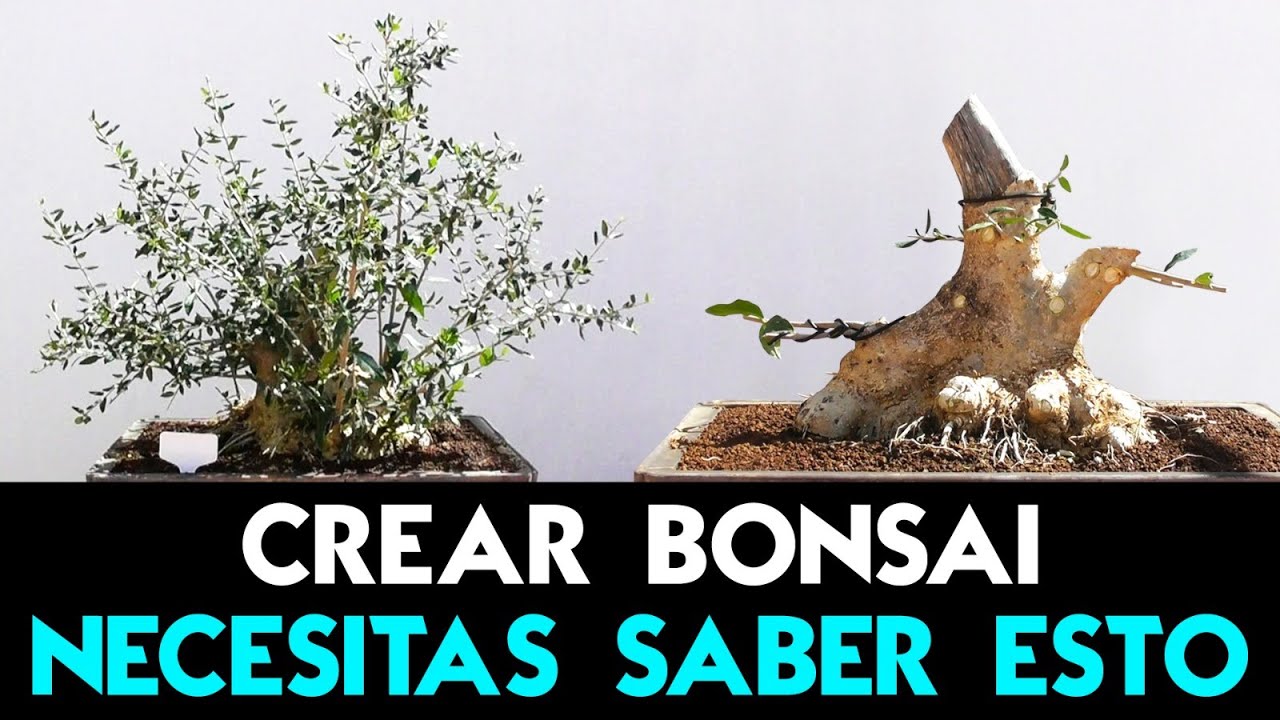 Necesitas saber esto para hacer bonsai