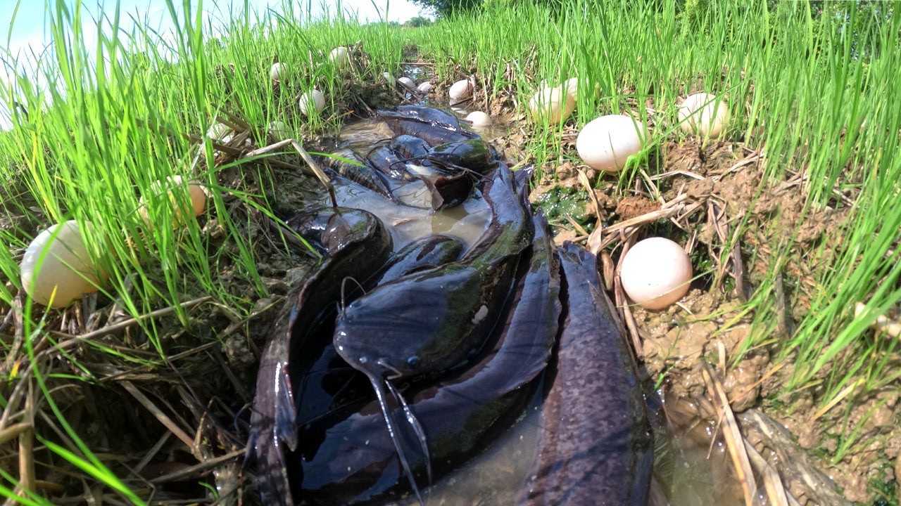 Top Amazing - Fisherman catch a lot of fish and pick eggs in rice field near village by best hand