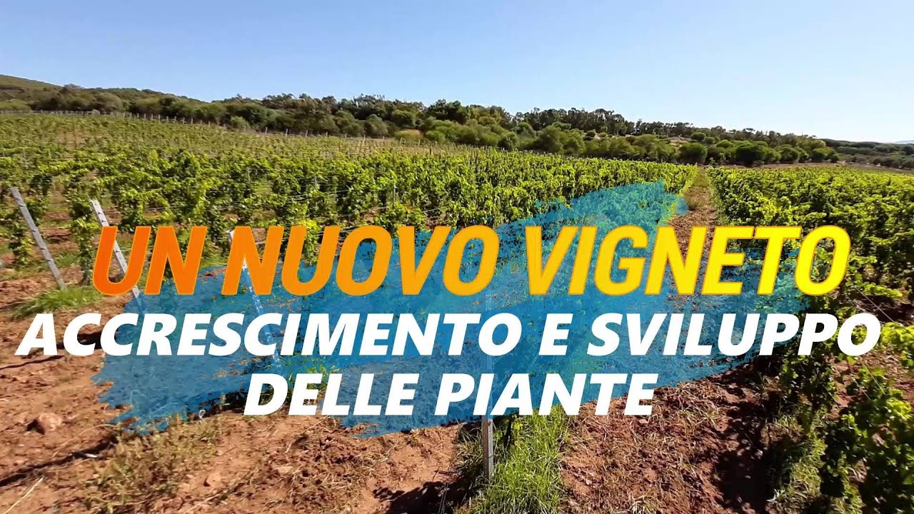 IMPIANTO DI UN NUOVO VIGNETO EP. 9: Accrescimento e sviluppo delle piante