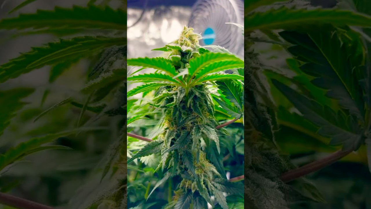🥦 Indoor Summer Grow  - OG Kush & Purple Oreoz F1 - Mars Hydro FC-E1500 💯 #cannabiseducation