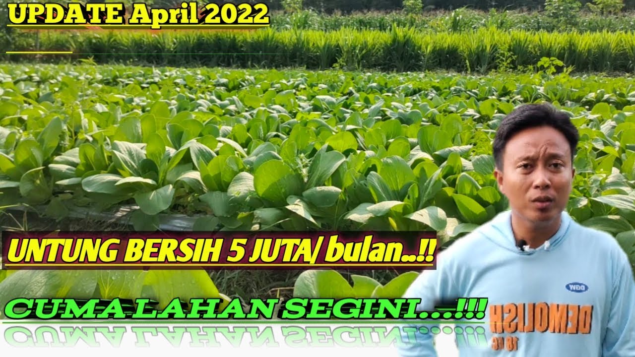 Berkah Ramadhan Budidaya POKCAY ‼️ Iseng tanam 700m2 Untung 5 juta ‼️ /Bulan