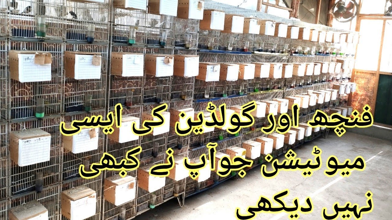 Siddique Bird Farm Ka Visit Exotic Finches Aur Exhibition Goldian Ki Sari Variety in Urdu/Hindi