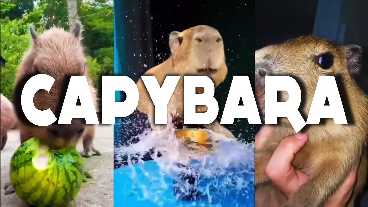 CAPYBARA COMPILATION TO CAPYBARA'S FANS!