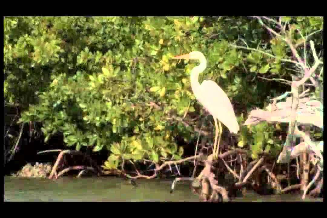 Everglades Wading Birds ww272 A Your Sanctuary TV Presentation