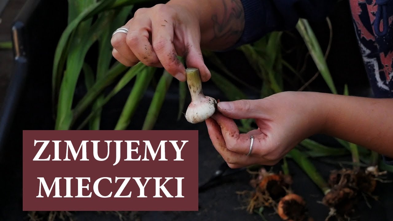 Jak przezimować MIECZYKI / Jaki błąd popełniłam z moimi cebulkami mieczyków w tym roku / MrsGarden