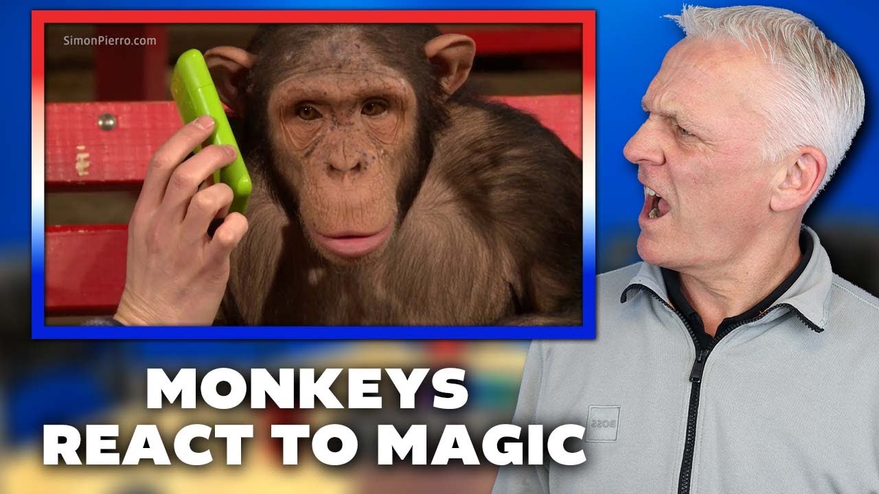 Monkeys react to magic REACTION | OFFICE BLOKES REACT!!