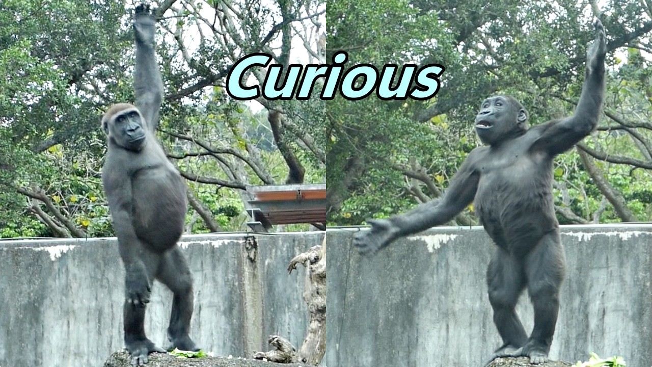 Jabali's and Ringo's cutest expression to chimpanzees and visitors. / Jabali 和Ringo對遊客.黑猩猩可愛表情包