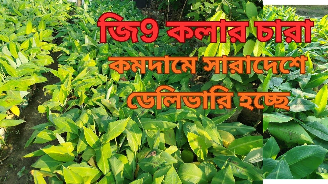 ১০০% অরিজিনাল G9 কলার চারা বিক্রি চলছে — ফলন নিশ্চয়তা ০১৭০৮৪৩৩২৬৩ হোয়াটসঅ্যাপ, ইমু। 