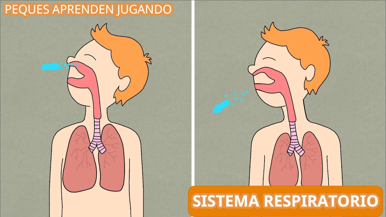 El sistema respiratorio para ni&ntilde;os  Video del aparato respiratorio de Peques Aprenden Jugando