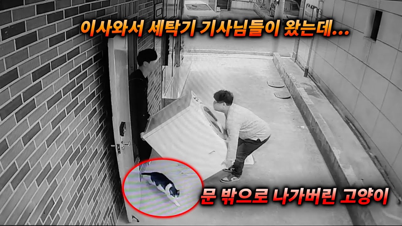 세탁기 기사님들이 다녀갔는데 고양이가 사라졌어요 (고양이탐정)