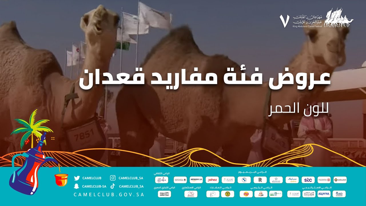 عروض فئة مفاريد قعدان للون الحمر ضمن منافسات #مهرجان_الملك_عبدالعزيز_للإبل7  #همة_طويق