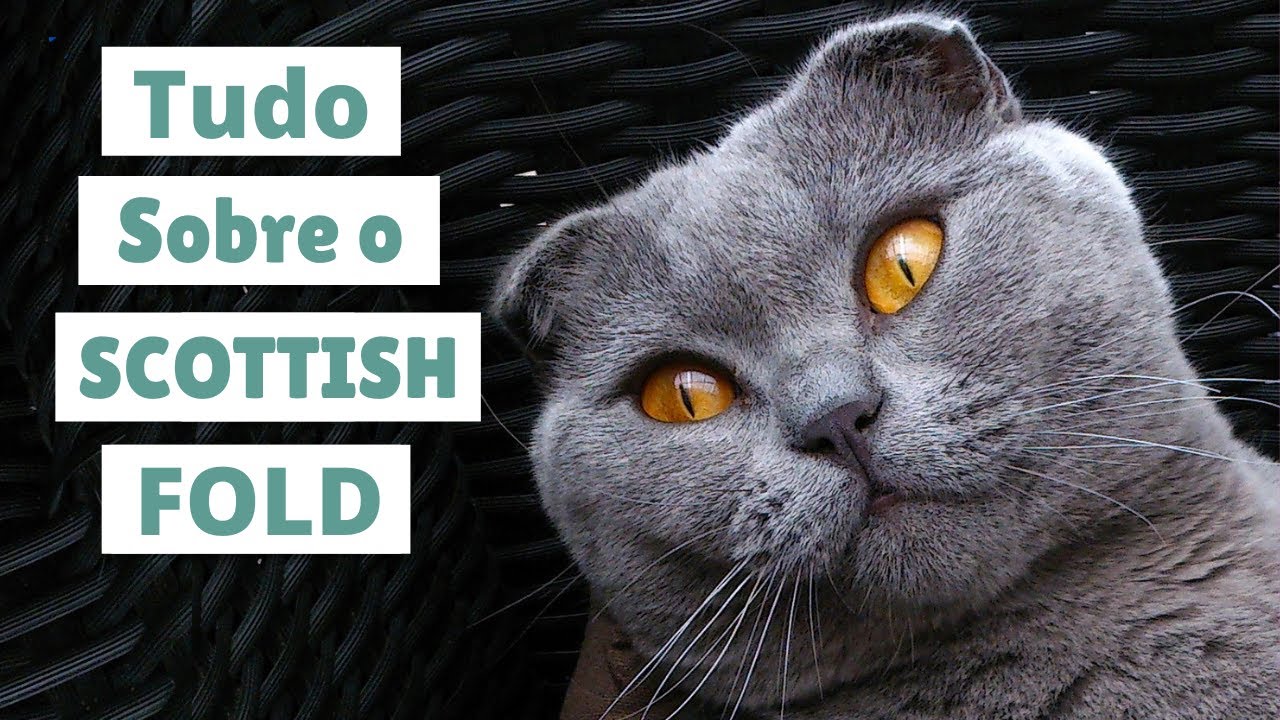 RAÇA SCOTTISH FOLD - Saiba tudo sobre esse gatinho de orelhas caídas