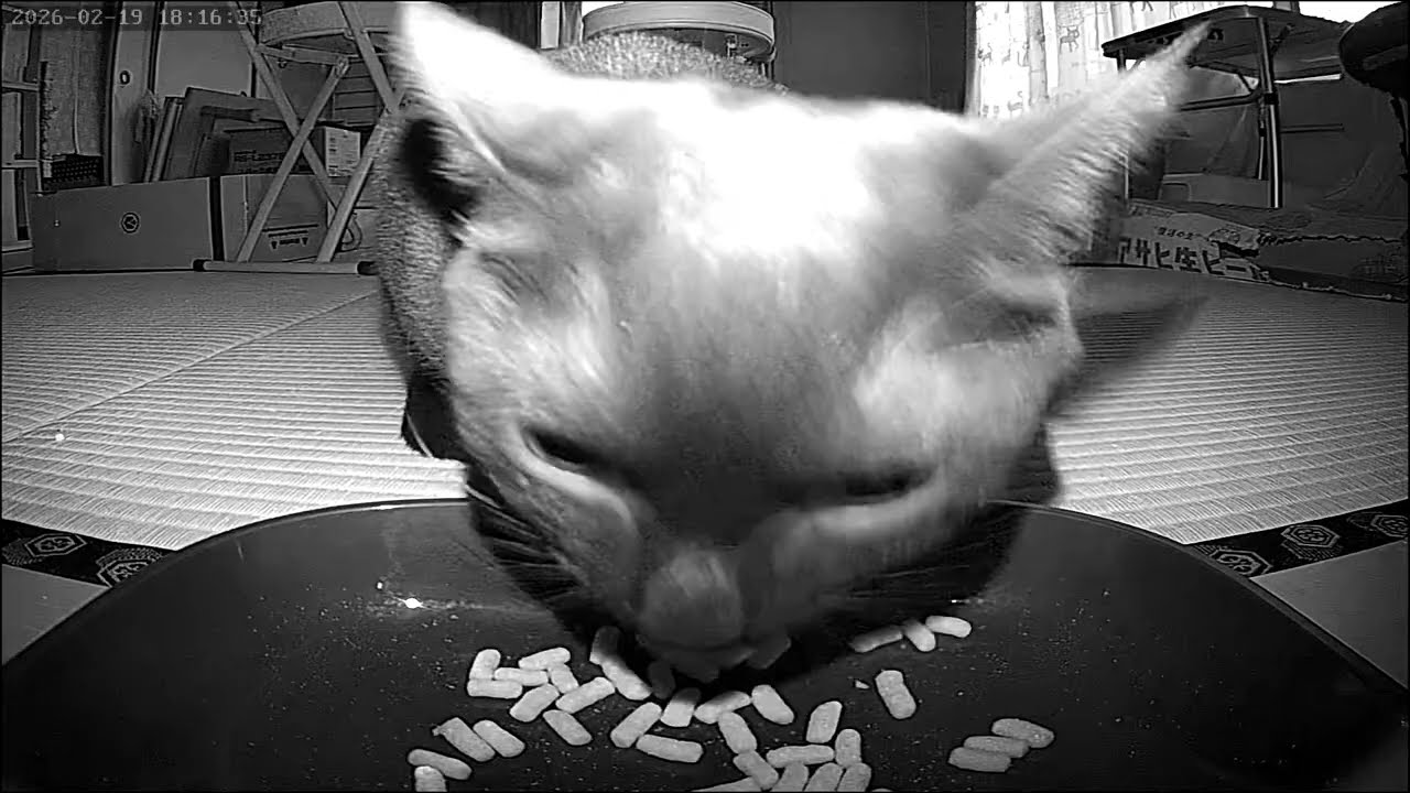 【縁側食堂】猫部屋食堂もオープン、可愛い子が揃ってます♪ #地域猫 2026.2.19