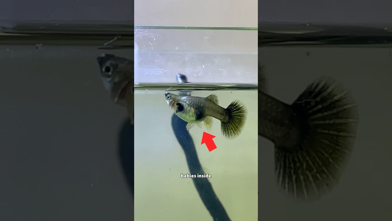 40+ Guppy Fish Babies 🐟‼️