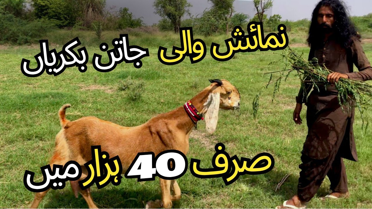 Visit Raja Pakistani Goat Farm ❤️ Top Quality Jatan Goats 😍 ( Raja 03053026990 )