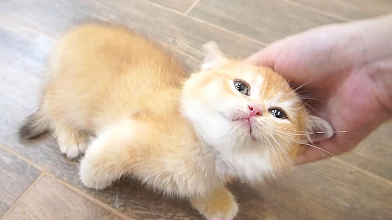 When I got home, the kittens came one after another, asking to be petted. So cute...