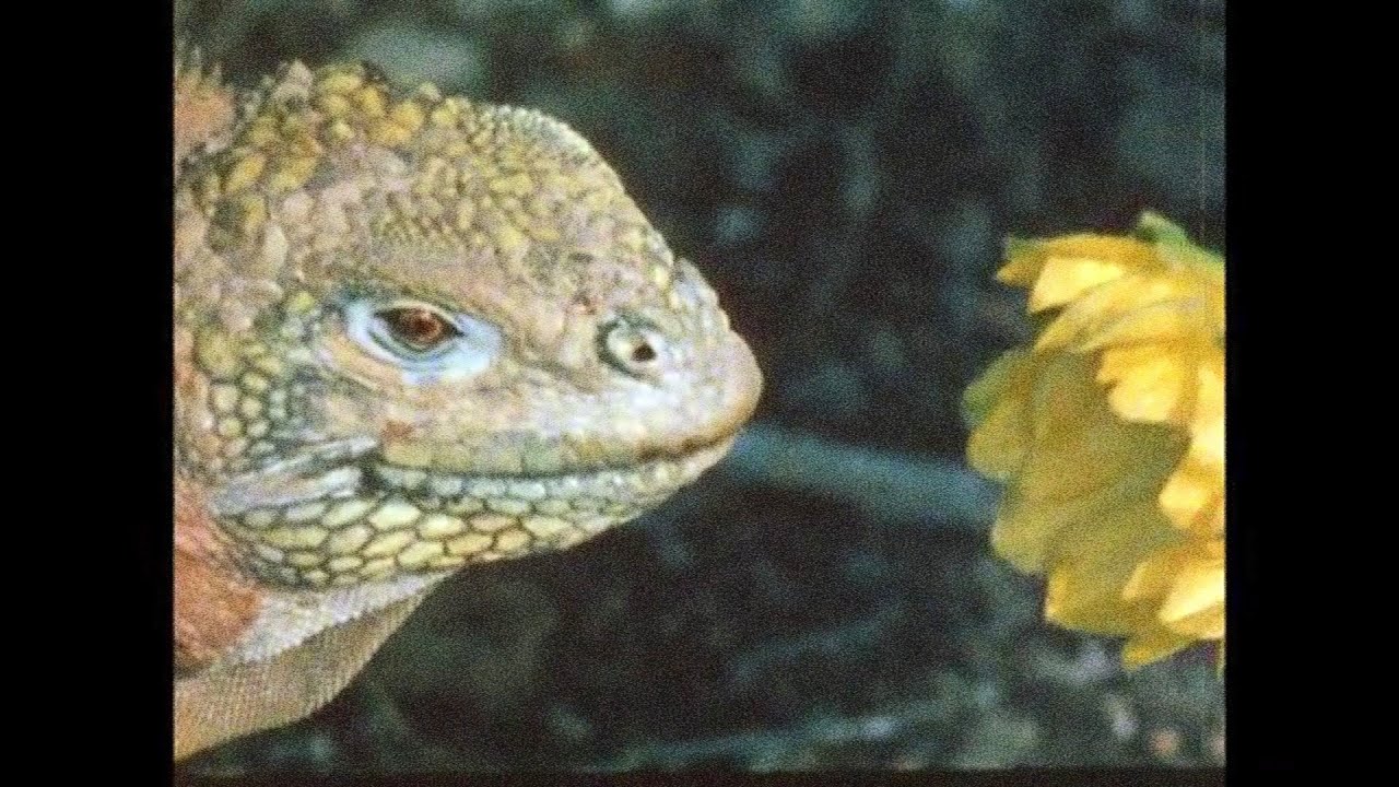 The Galapagos: Darwin&rsquo;s World Within Itself - 1971